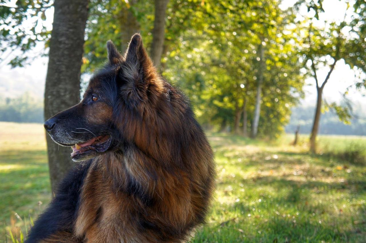 Agriturismo Casa Agricola Rossi Appartamenti In Casentino Soci Dış mekan fotoğraf